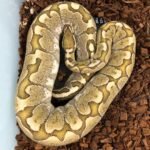 Pastel Bamboo Ball Python-Pastel-Bamboo-Ball-Python.jpeg