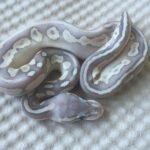 Pastel Butter Enchi Ghost ball python-Pastel-Butter-Enchi-Ghost-ball-python.jpg