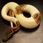 Pastel Pied Ball Python