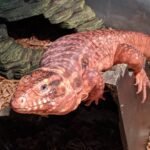 Red Argentine Tegu