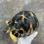 Radiated Tortoise-Radiated-Tortoise.jpeg