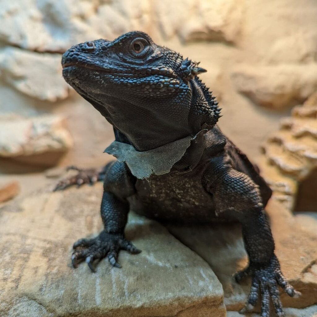 Red And Black Chuckwalla-Red-And-Black-Chuckwalla.jpeg