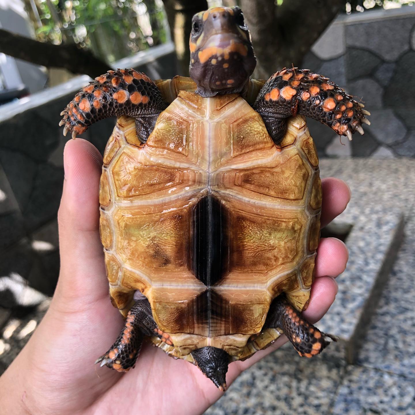 Red Foot Tortoise V Reptiles