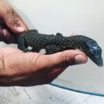 Silver Phase Solomon Island Mangrove Monitor-Silver-Phase-Solomon-Island-Mangrove-Monitor.jpeg