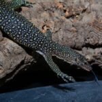 Small Mangrove Monitors-Small-Mangrove-Monitors.jpeg