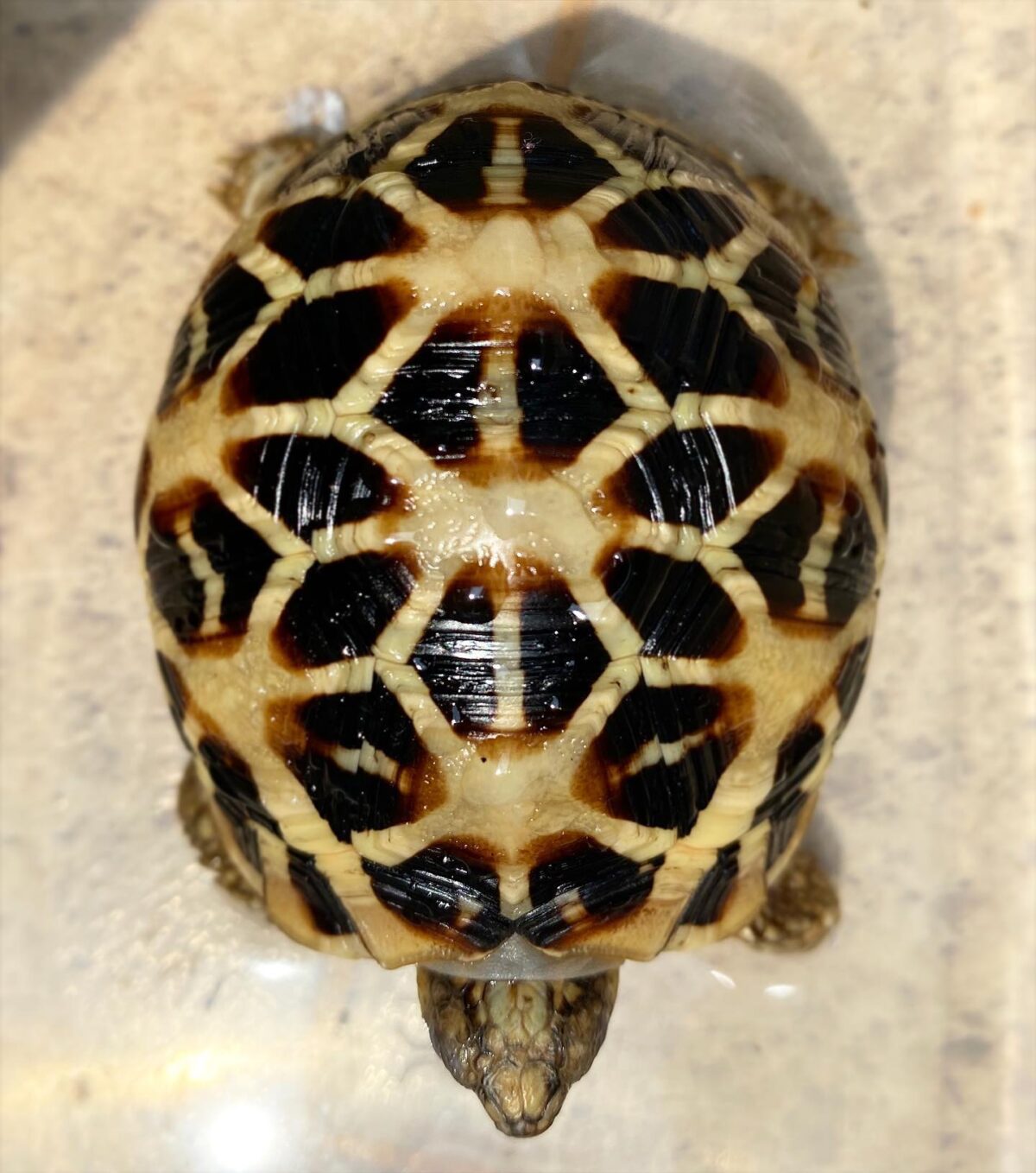 Sri Lankan Star Tortoise – V Reptiles