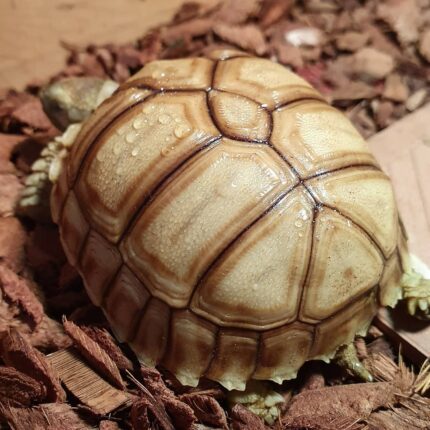 Sulcata tortoise-Sulcata-tortoise.jpeg