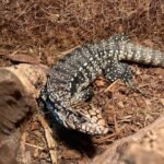 Black and White Argentine Tegu