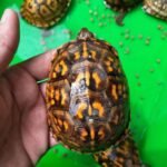 Eastern Box Turtle-WhatsApp-Image-2021-08-19-at-5.54.10-PM.jpeg