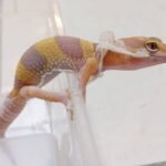 Tangelo Eclipse Leopard gecko