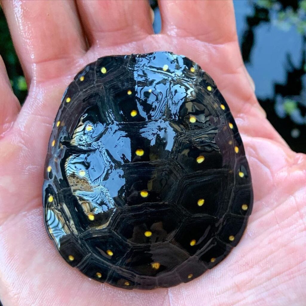 spotted turtle – V Reptiles