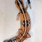 Zulu African Fat Tail Gecko