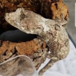 Pine Island Chahoua gecko