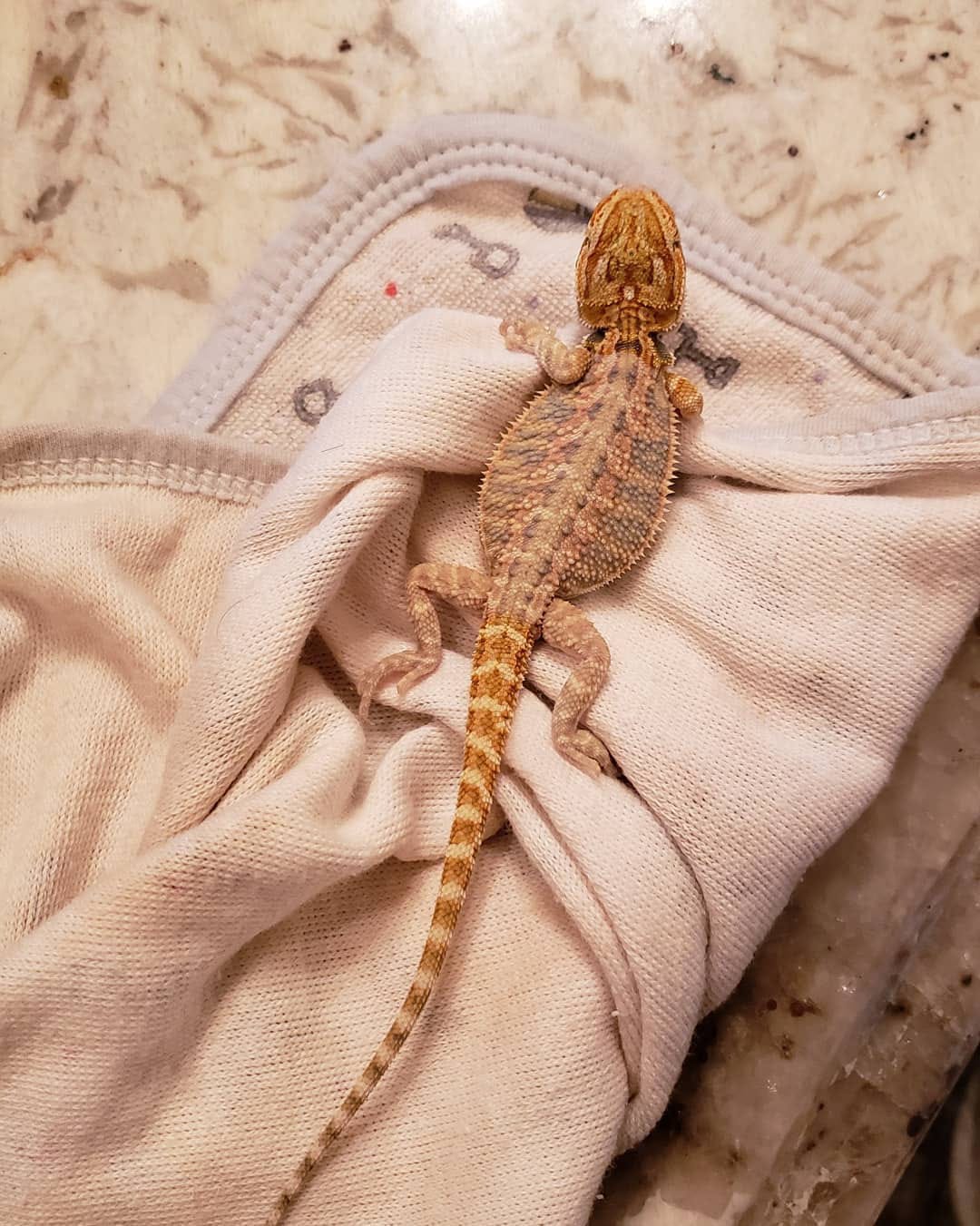 Inferno bearded dragon – V Reptiles