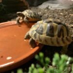 Greek Tortoise-WhatsApp-Image-2021-08-23-at-8.08.56-AM.jpeg