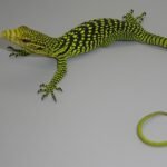 Yellow Tree Monitor