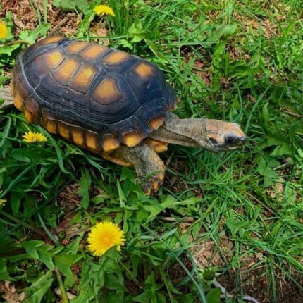 Yellow foot tortoise-Yellow-foot-tortoise.jpeg