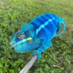 Ambanja Panther Chameleon-amban.webp