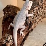 Hypo Zero Bearded Dragon-beard1.jpeg