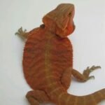 bearded dragon-bearded.jpeg