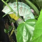 Bermanja Panther Chameleon-bermanja.jpg