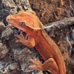 Bicolor Crested gecko
