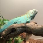 Blue Iguana