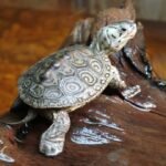Concentric Diamondback Terrapin-concentric-diamondback-terrapin-for-sale.jpeg
