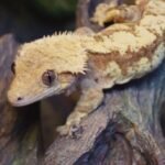 Creamsicle Crested gecko