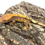 Orange Pinstripe Crested gecko