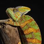 Designer Veiled Chameleon-d-veil.jpeg