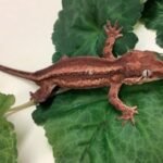 Exact Red stripe Red base gargoyle gecko RO527