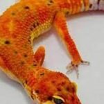 Albino Inferno Male Leopard Gecko