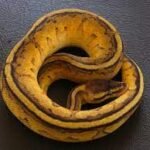 Stripe Pastel Yellow Belly ball python-download-6.jpg