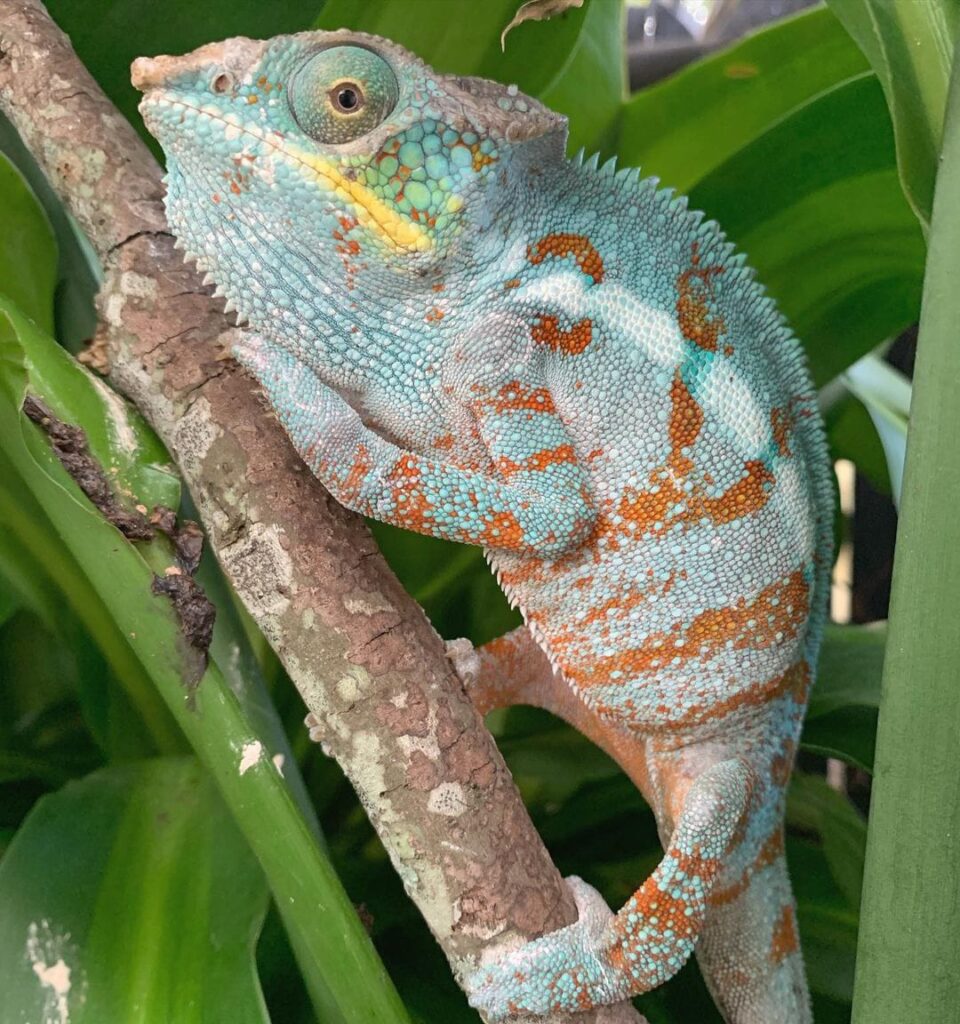 Cap Est Panther Chameleon – V Reptiles