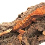Flame Crested gecko