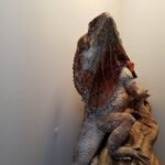 Adult Frilled Dragon-frilled.jpeg