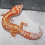 Bold super giant leopard gecko