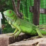 Green Iguana