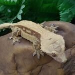 Extreme Harlequin Crested gecko