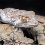 Helmeted Gecko
