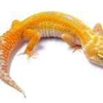 Electric Tangerine Leopard gecko ET1