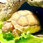 HET Ivory Sulcata tortoise