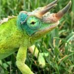 Jackson’s Chameleon