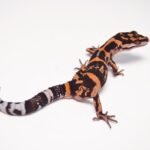 Japanese Cave gecko