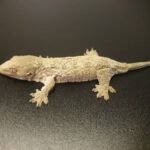 Baby Mt. Koghis Leachianus Gecko