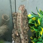 Mainland Chahoua gecko