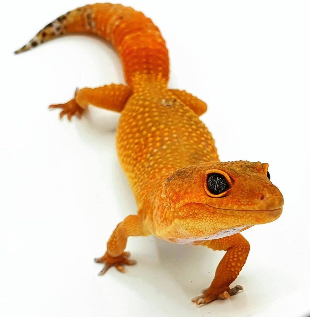 Mandarin Tangerine Leopard gecko – V Reptiles