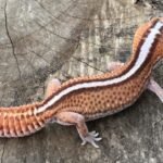 Exact Patternless African Fat Tailed Gecko