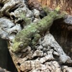 Pine Island Chahoua gecko